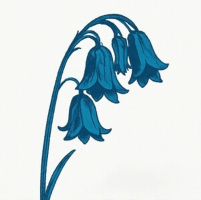 BLUEBELLS - THIS IS THE BLUEBELLS (Music CD)